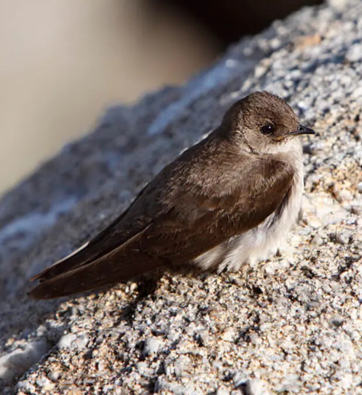 northern rough winged swallow