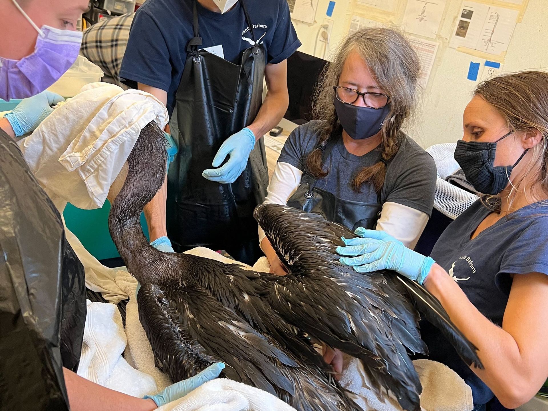 A group of people are working on a large bird.