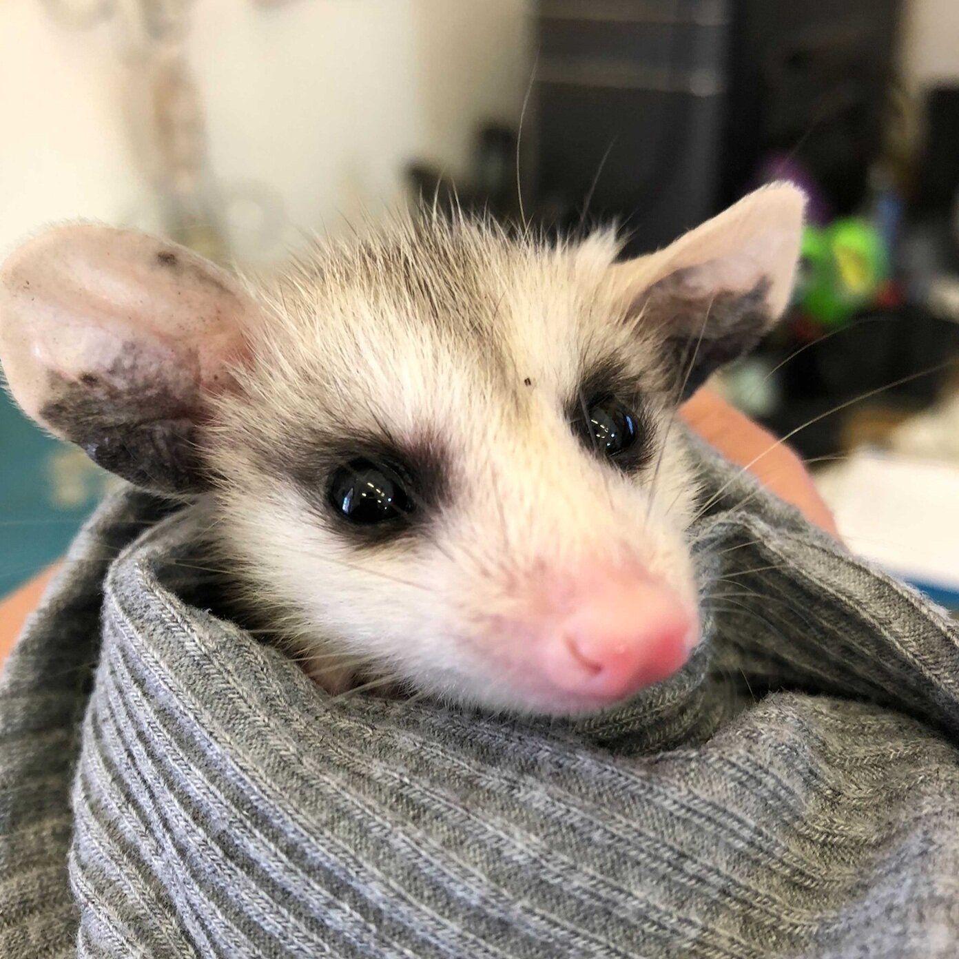 A person is holding a small opossum wrapped in a sweater.