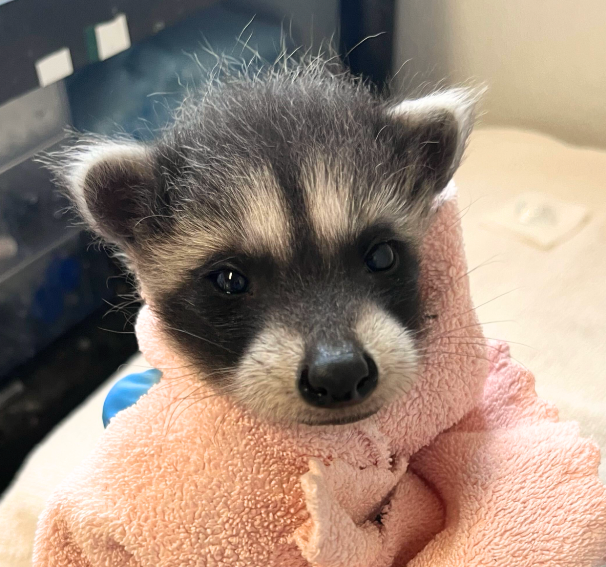 A baby raccoon wrapped in a towel looks at the camera