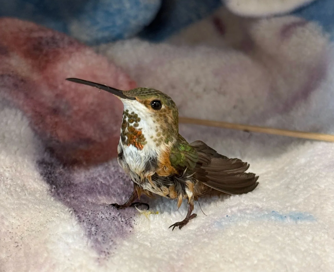 Tiny hummingbird with long beak, perched on a soft blanket, white and rust speckled chest visible.