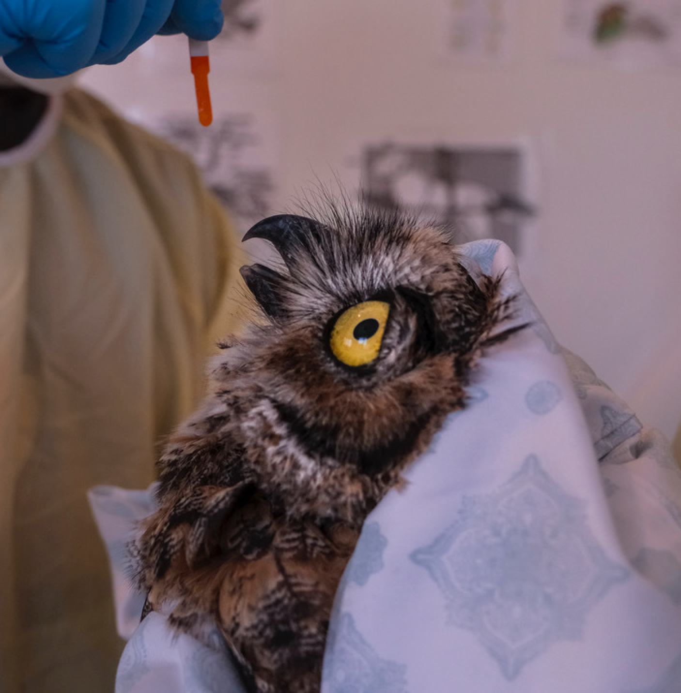 Owl patient is given eye drops