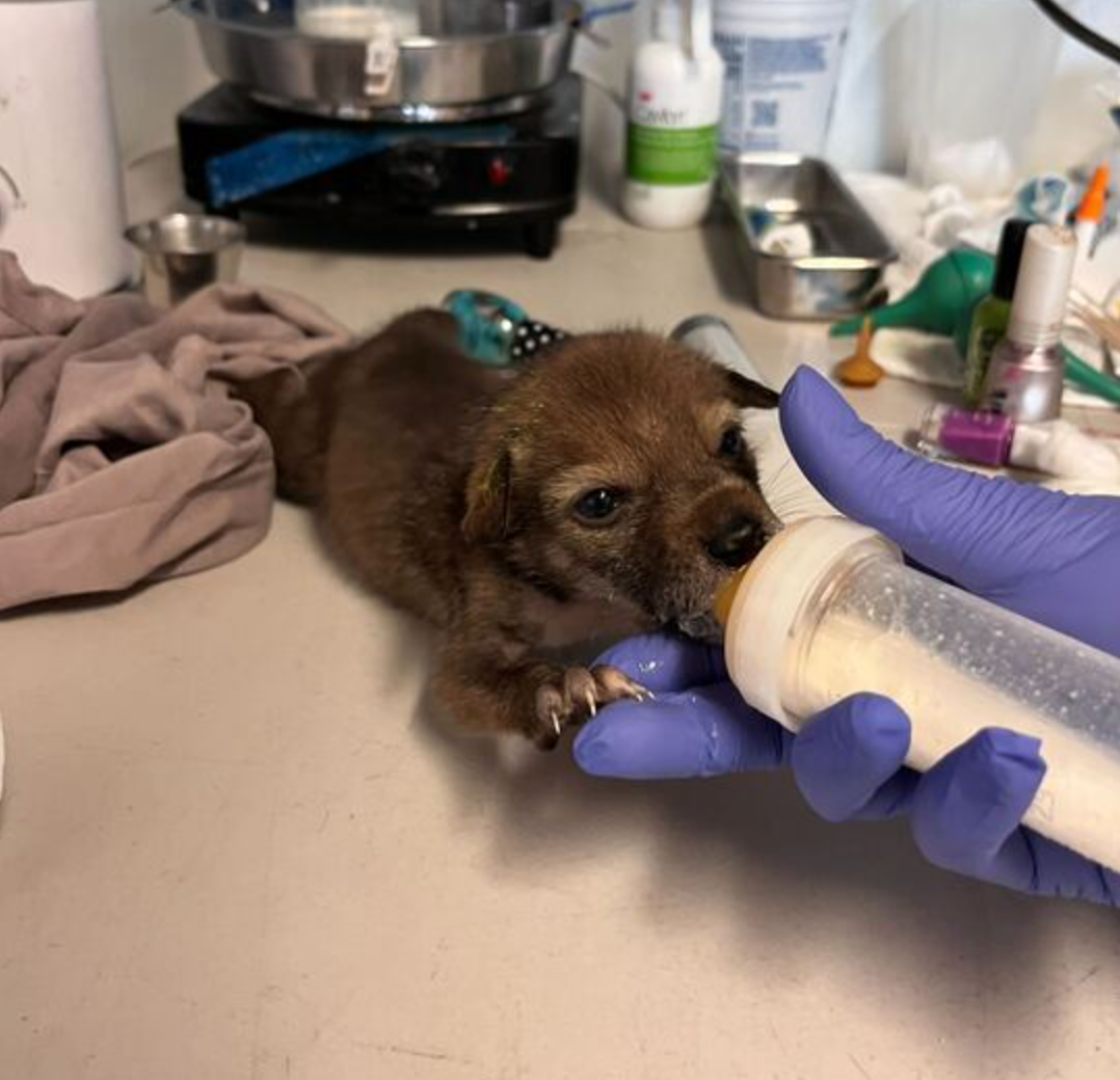 a baby coyote suckles a bottle
