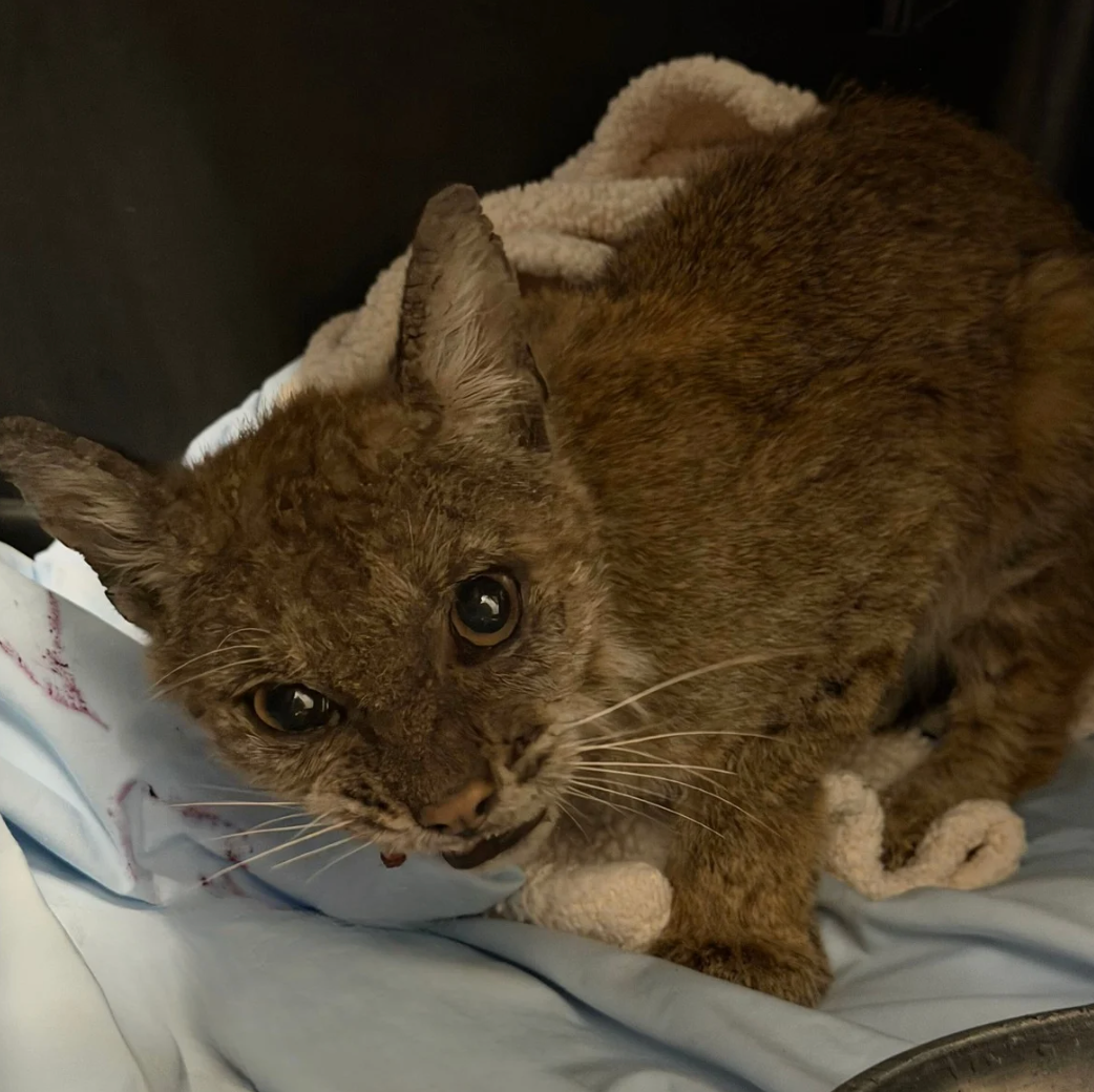 Bobcat patient looking into our camera lens
