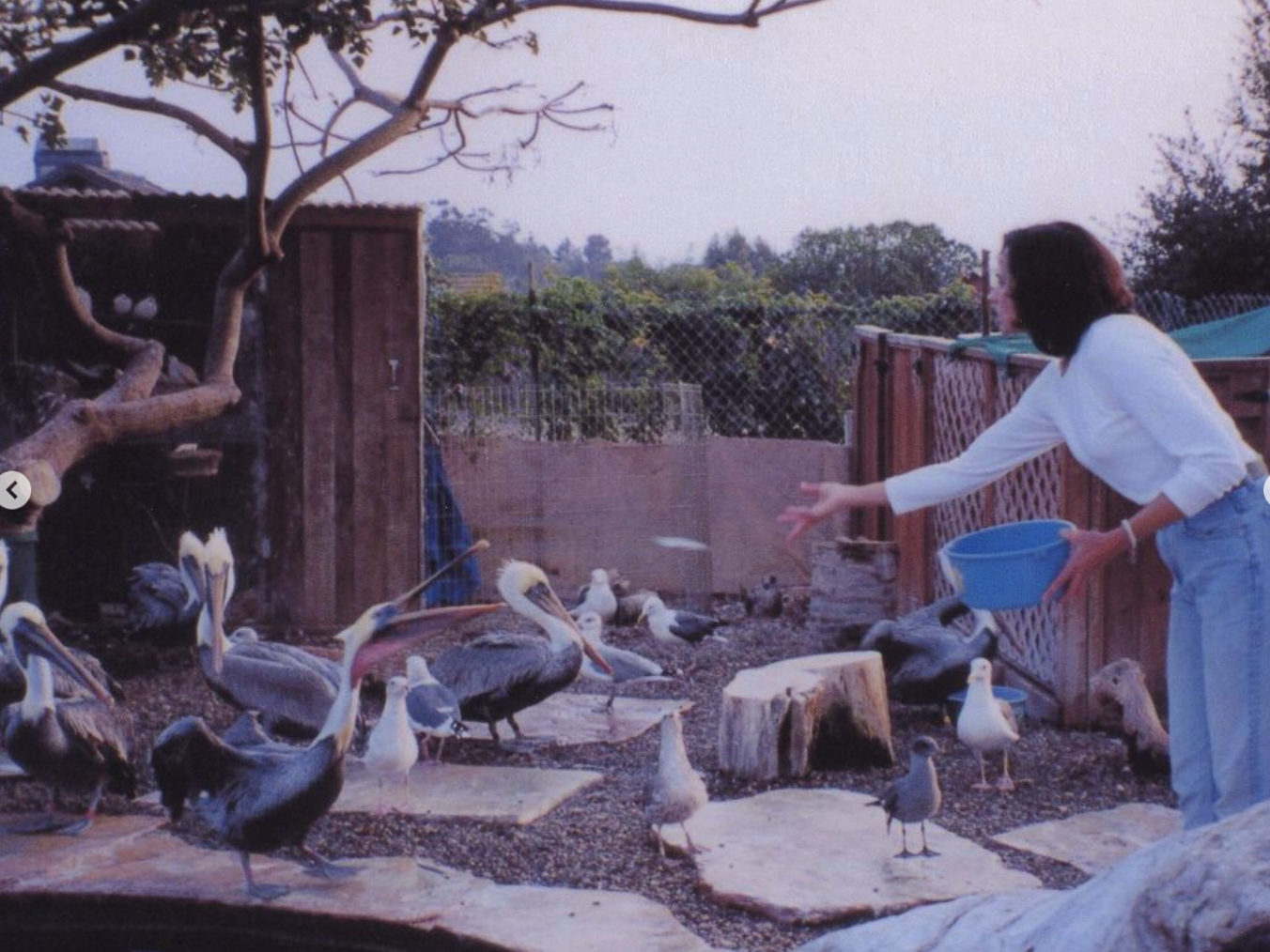 A woman feeds a flock of birds with a blue bucket