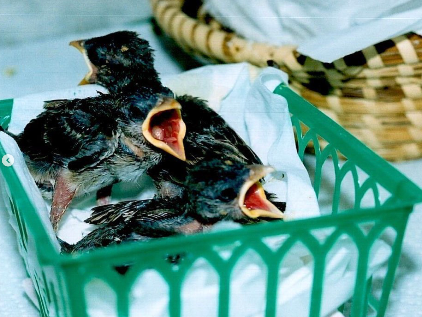 Two baby birds in a green basket with their mouths open