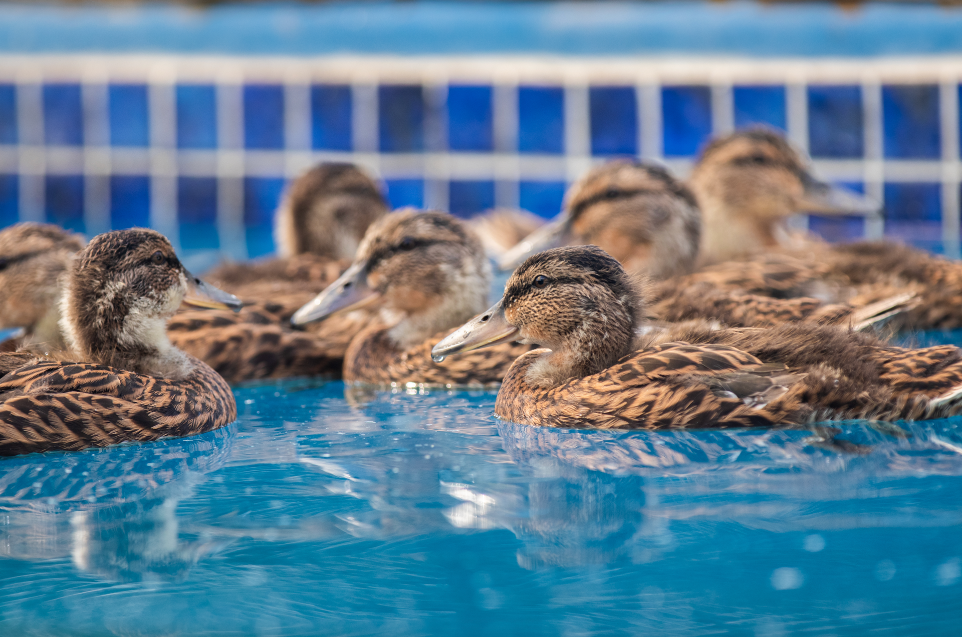 A group of ducks are swimming in a pool.