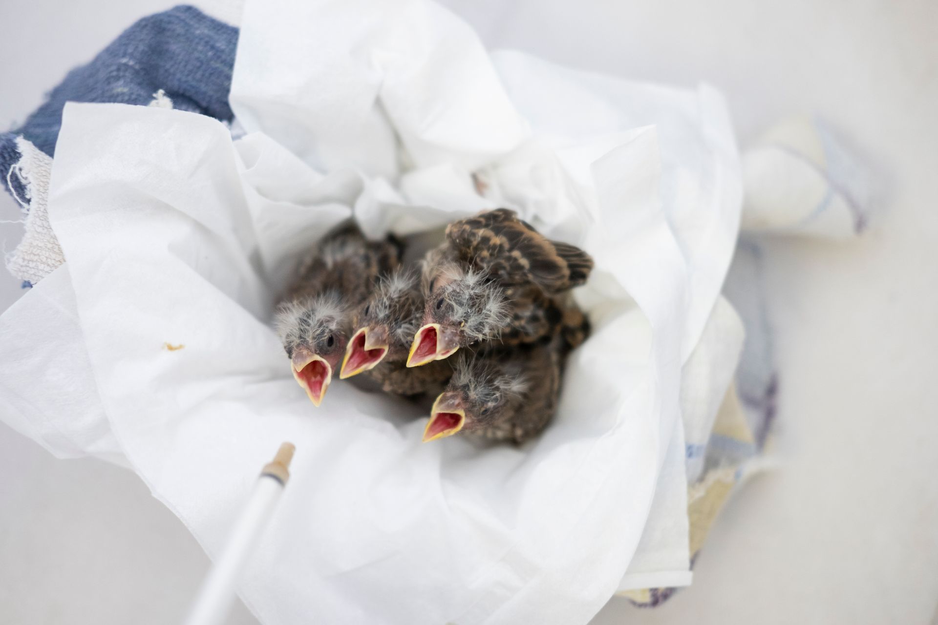 Three baby birds are sitting on a piece of paper.