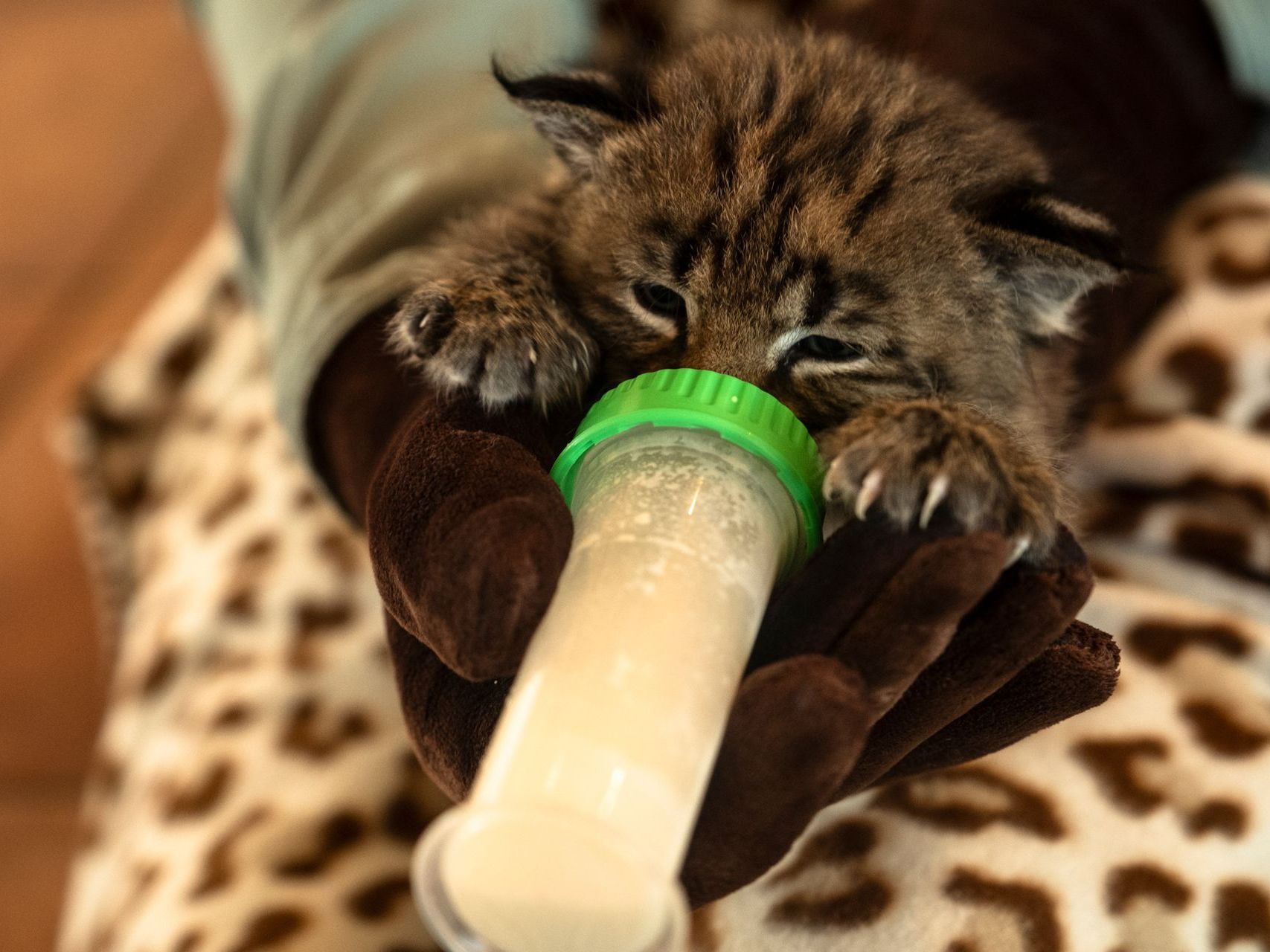 A person is feeding a baby cat from a bottle