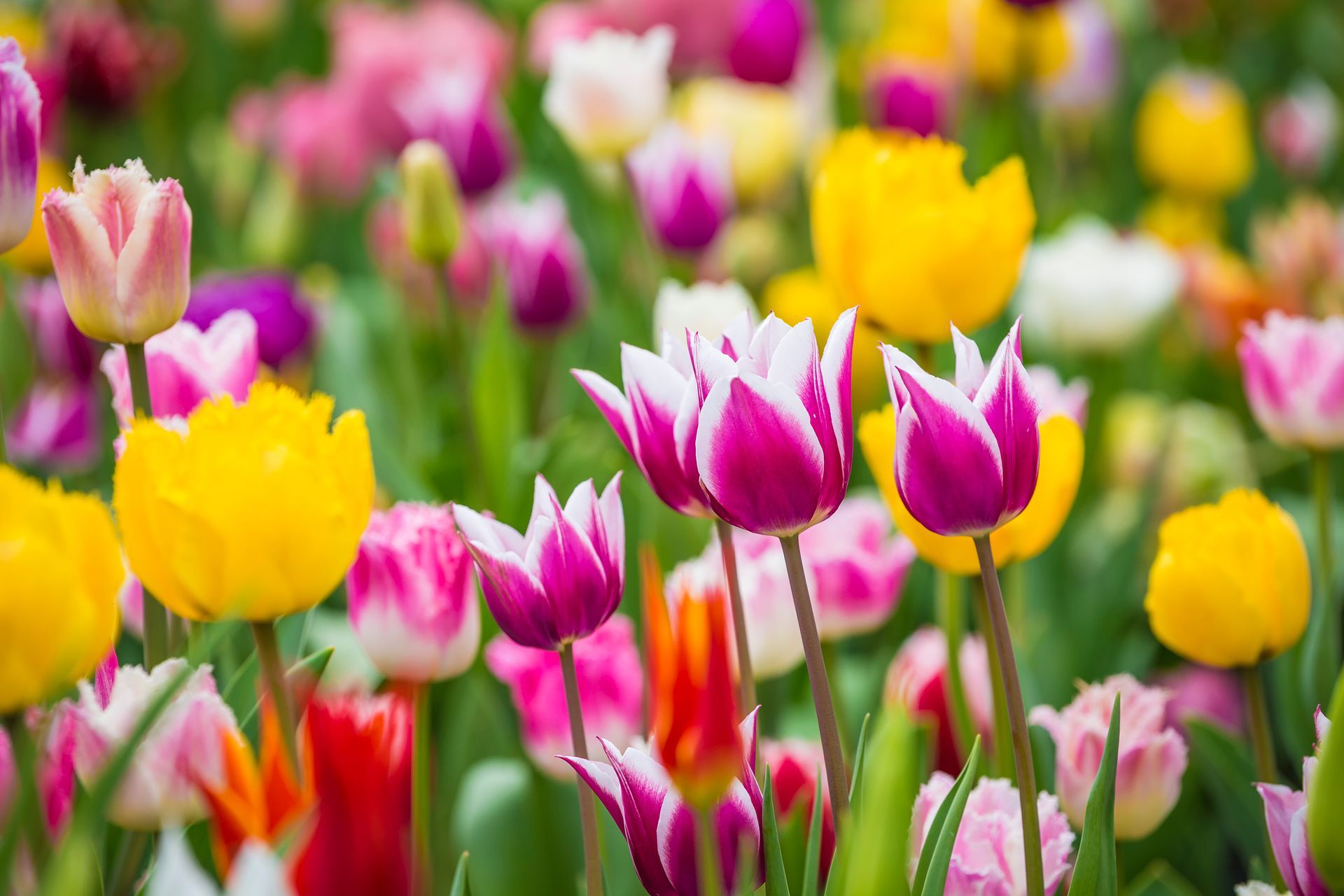 Pink and yellow tulips blooming in a colorful garden with a blurred floral background