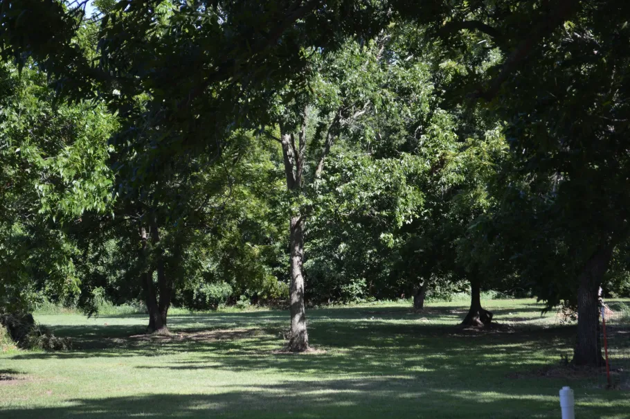 Shaded park with several trees and a grassy lawn under bright sunlight