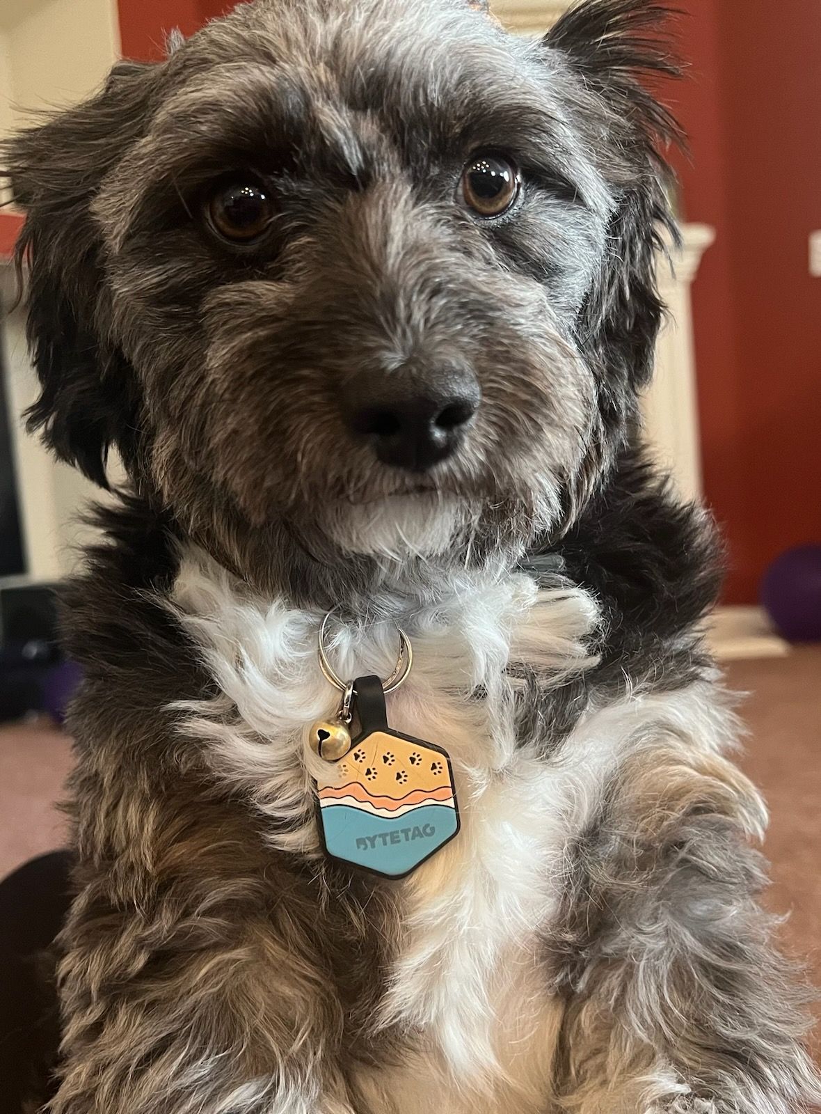 A close up of a small dog with a tag on its neck.