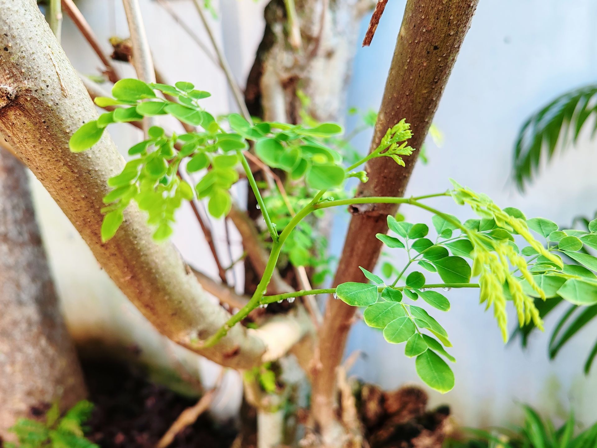 Close-up of a young green plant growing beside a tree trunk in a pot