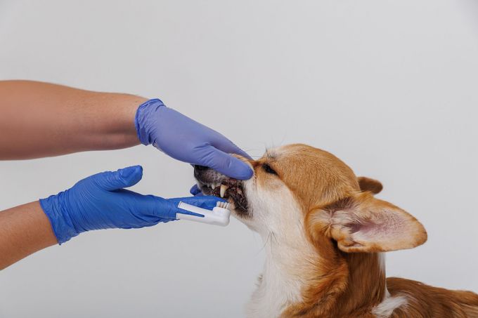 A person wearing blue medical gloves uses a finger toothbrush to clean the teeth of a tan and white dog.