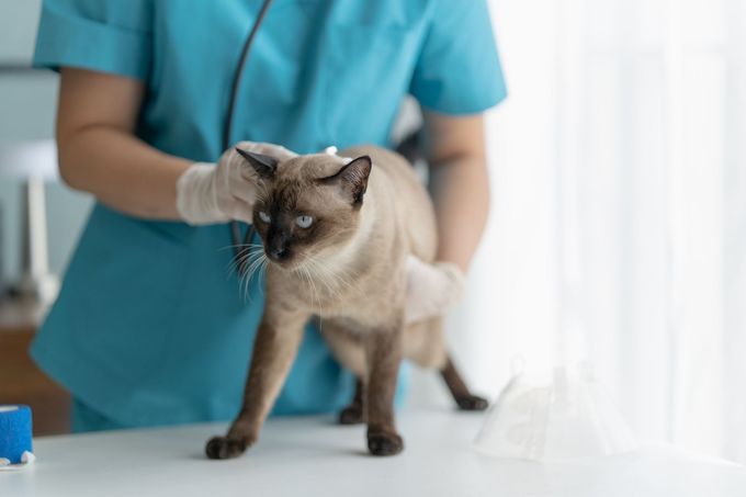 A veterinarian in teal scrubs and white gloves examines a Siamese cat on an exam table.