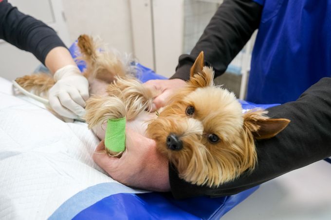 Veterinary staff perform an ultrasound on a small, calm dog lying on its back on an exam table.