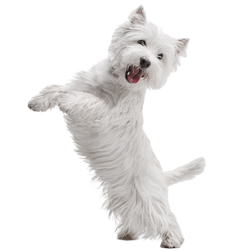 A happy, fluffy white West Highland White Terrier standing on its hind legs with its mouth open.