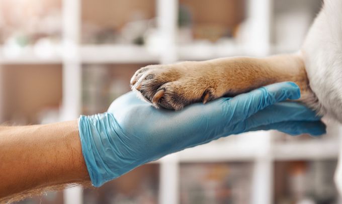A veterinarian wearing a blue latex glove holds a dog’s paw in a clinic setting.