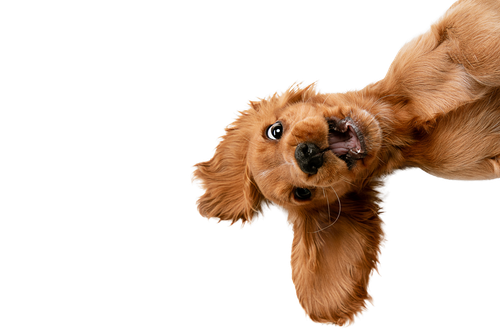 A fluffy, golden-brown puppy with floppy ears looks up with an open, playful mouth against a white background.
