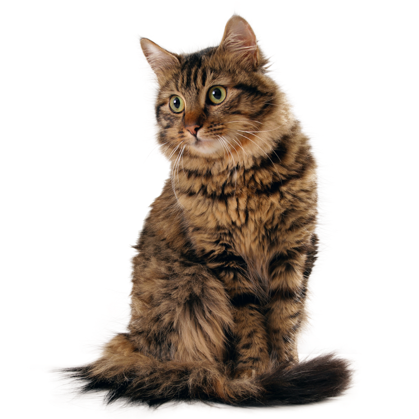 cat photo