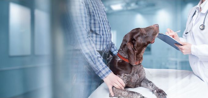 A veterinarian wearing a white coat and stethoscope examines a brown dog on an exam table while an owner assists.
