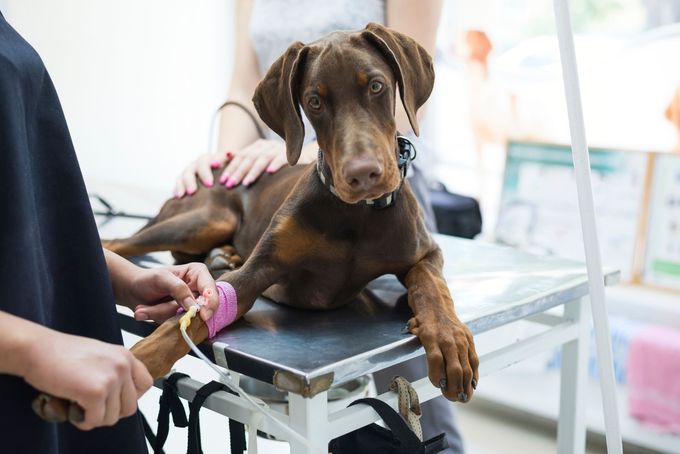 A brown dog sits on a stainless steel veterinary table while a person secures a bandage to its front leg.