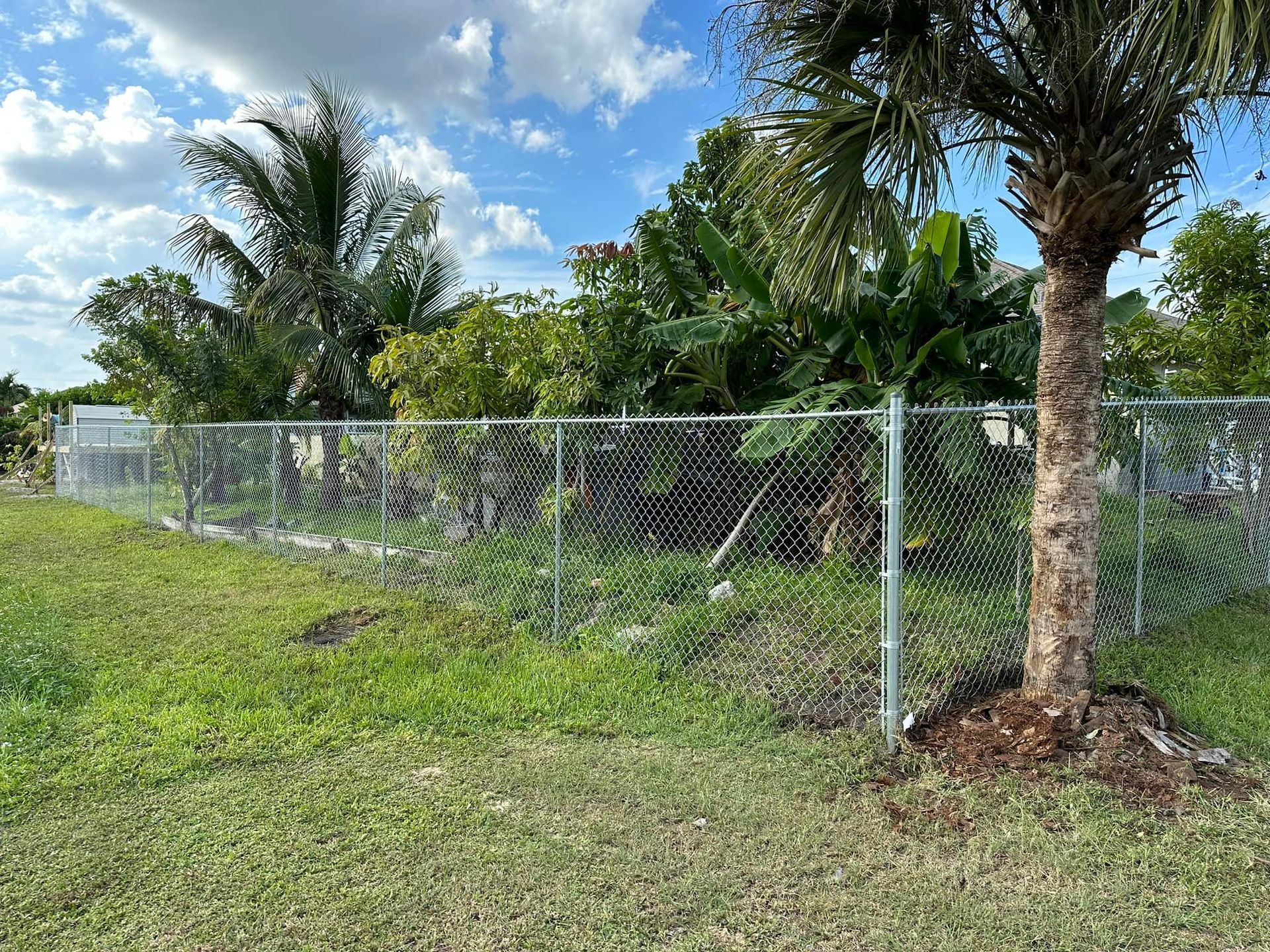 Chain-link fence surrounds a yard with a palm tree and lush greenery under a partly cloudy sky.