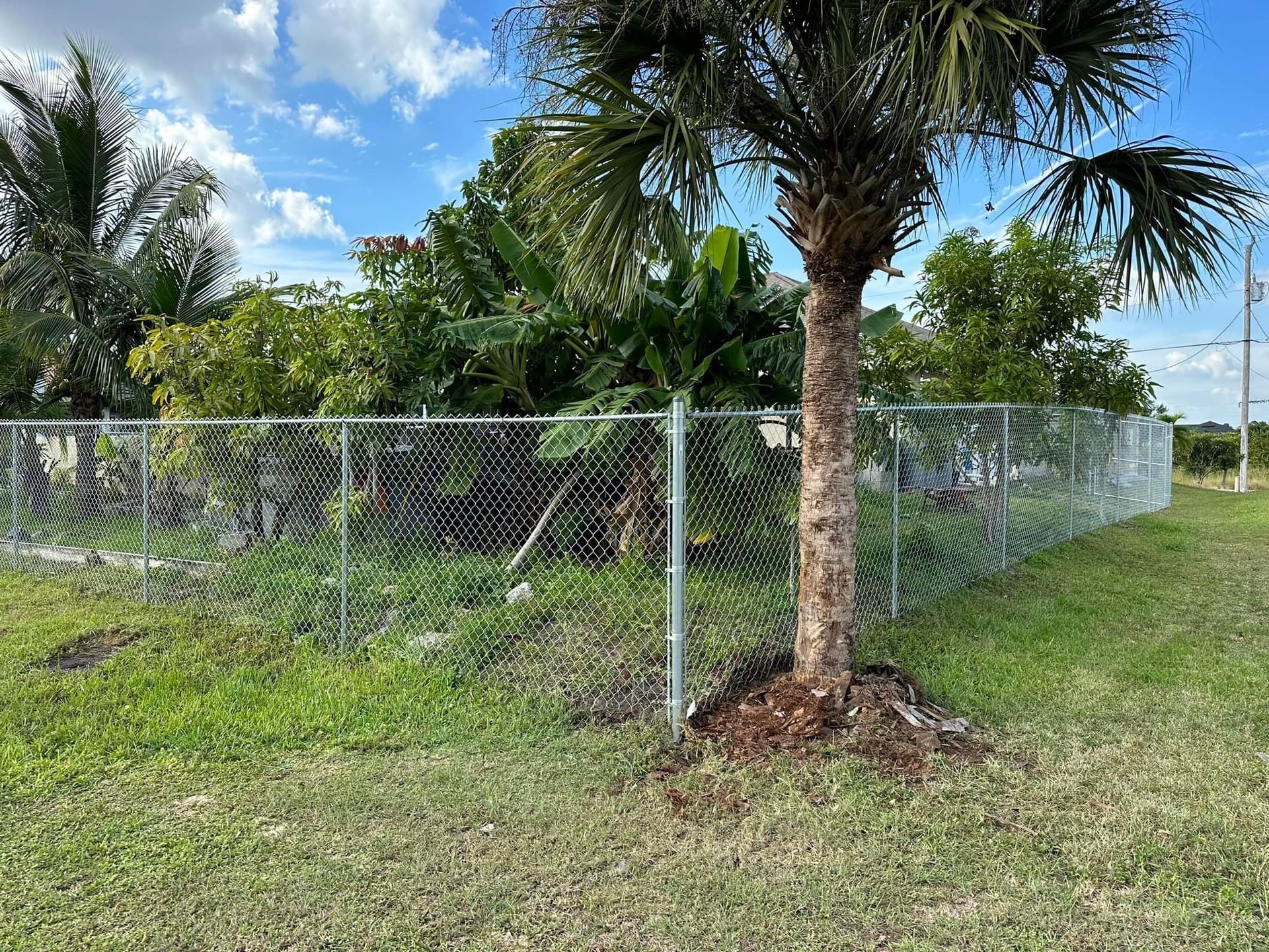 Chain-link fence surrounds a yard with lush green trees, a palm tree in the foreground, and a clear blue sky.