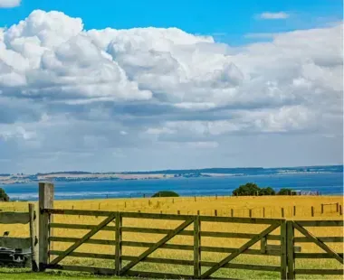 A wooden fence surrounds a field of yellow flowers with a body of water in the background.