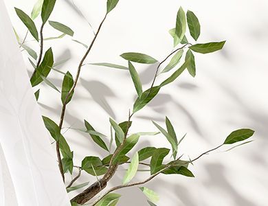 Green leafy branches against a soft white background with sheer curtain shadows