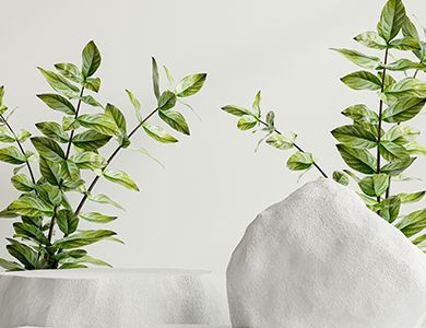 Green leafy branches framing white stones on a light background