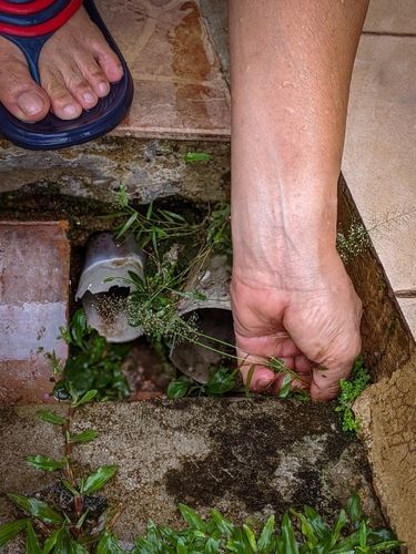 Hand reaching into a drain beside a foot in a blue sandal, clearing weeds and debris
