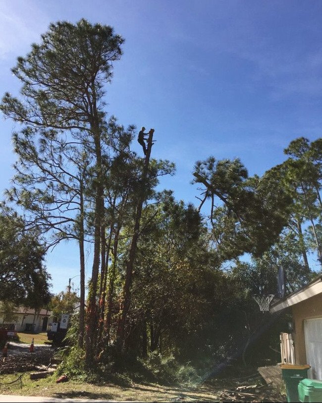 Magic Tree Service Tree Removal Western Sydney