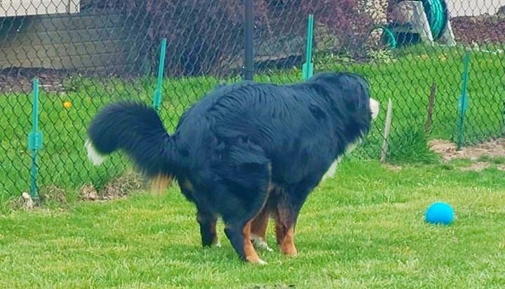 Dog poop cleanup
