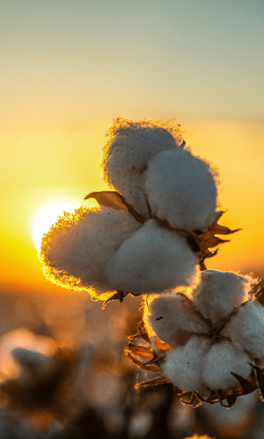 A bunch of cotton flowers are growing in a field at sunset.