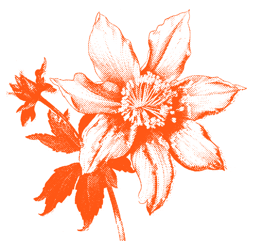 Columbine Graphic About Us - Bear Byte Studios