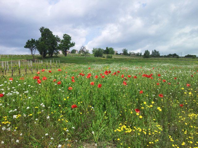 Wildflowers in bloom, vineyards in the distance—springtime in Piedmont at its most peaceful.