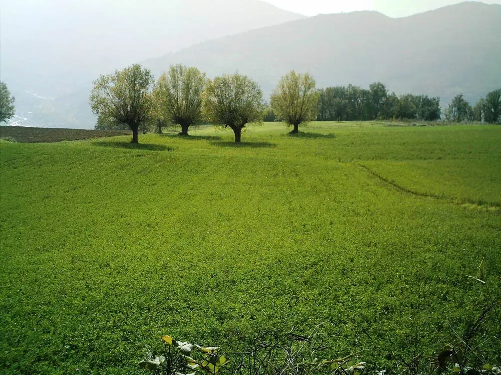 Wide green field with evenly spaced trees, backed by misty hills and soft sunlight.
