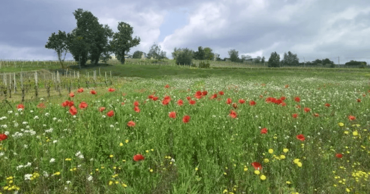Wildflower meadow near a vineyard, under cloudy skies—tranquil rural scene.