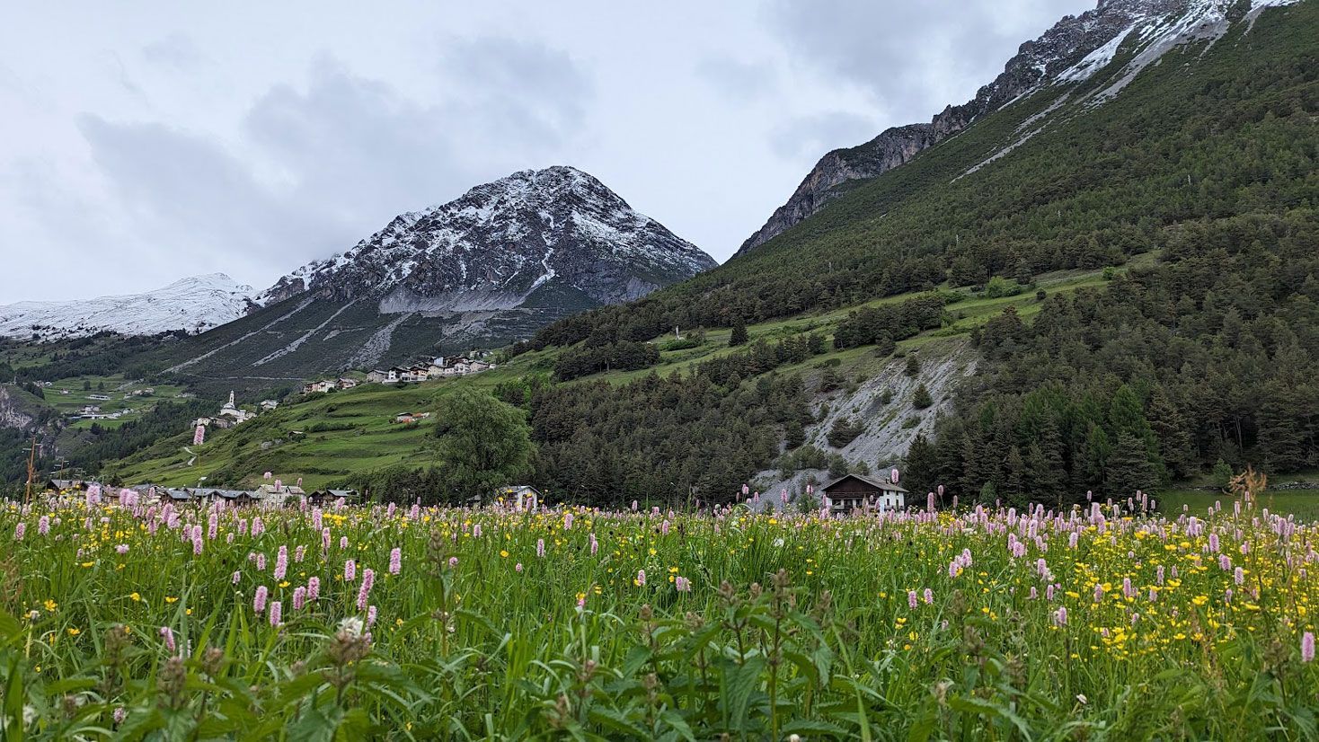 Wildflowers in bloom, snow still clinging—Alps in perfect harmony.