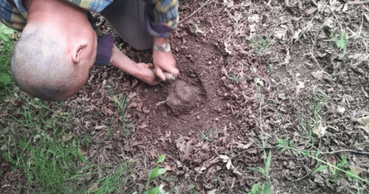 Man digging in soil, uncovering a truffle.