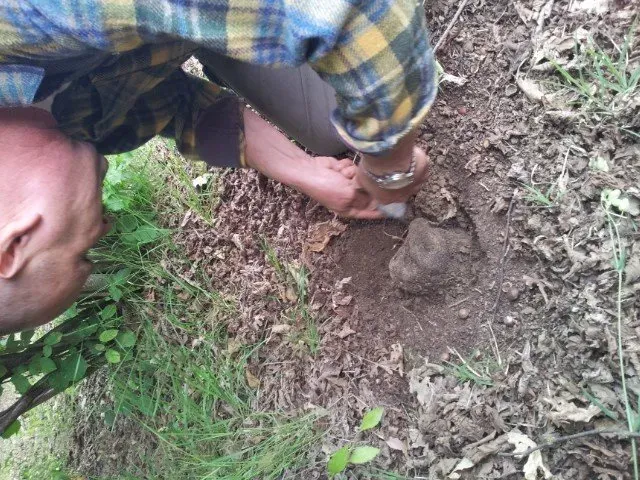 Man digging up a truffle from the forest floor.
