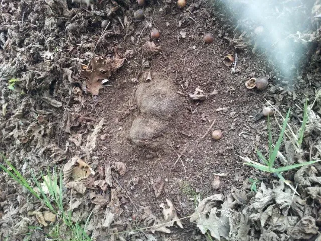 Partially unearthed truffle in forest soil with leaves and acorns.