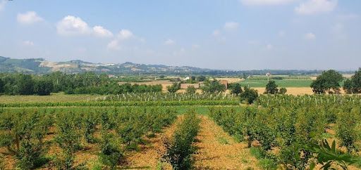 A row of trees in a field with mountains in the background.