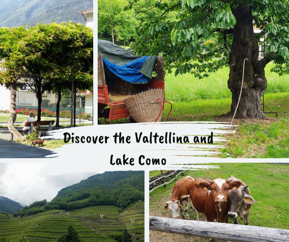 Vineyards, grazing cows, rustic wagons, and shaded village streets capture the rural charm of Valtellina and Lake Como.