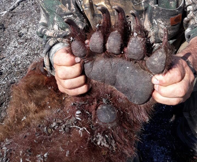 Alaska Grizzly Bear Hunting. Hunt, Chugach Mountains, Talkeetna Mountains