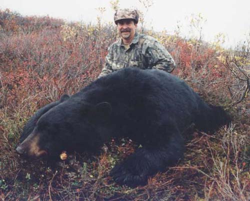 Alaska spring Black bear hunting, Alaska Black bear hunt, Guide, Outfitter
