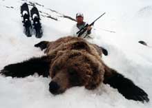 grizzly bear hunting guide in Alaska, Grizzly Bear Hunting Outfitter in Alaska