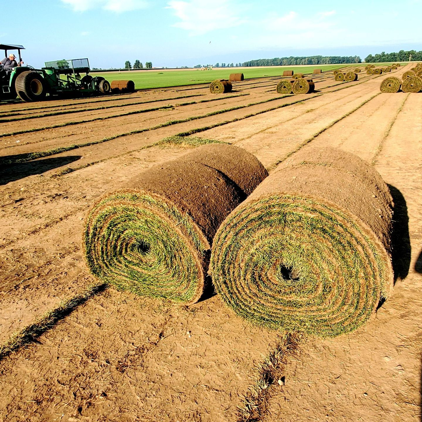 Two rolls of grass in a field with a tractor in the background Two rolls of grass in a field with a tractor in the background