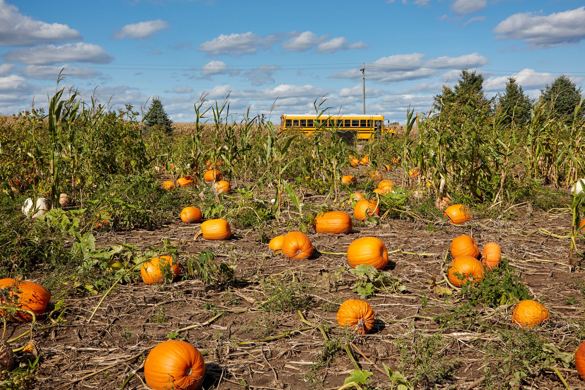Pumpkin patch with scattered orange pumpkins under a blue sky, with a yellow school bus in the distance